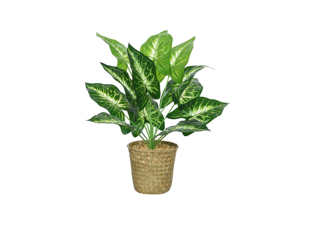 Planta calathea 42cm con macetero de mimbre
