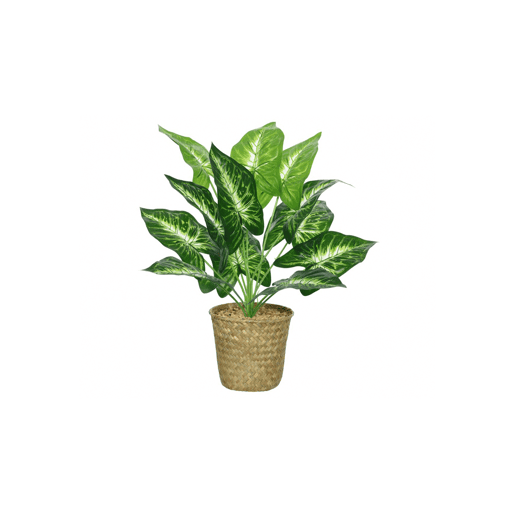 Planta CALATHEA marca EVERLANDS