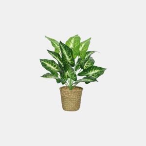 Planta CALATHEA marca EVERLANDS