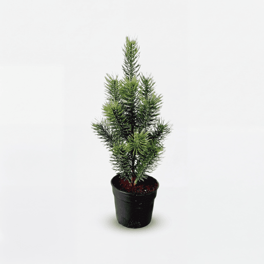 Planta de natal pinho verde ERIC