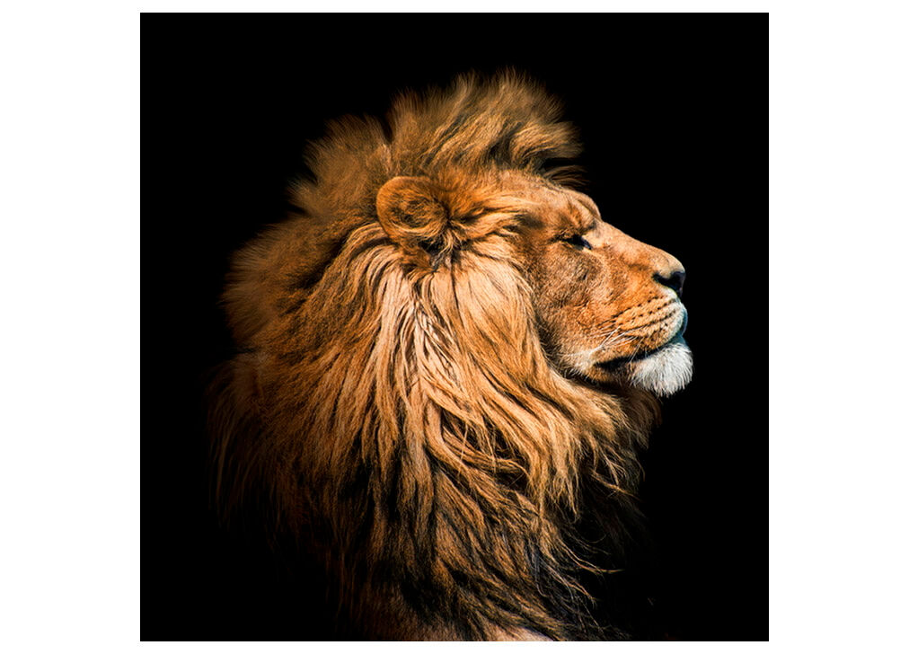 Canvas LION PROFILE marca CONFORAMA