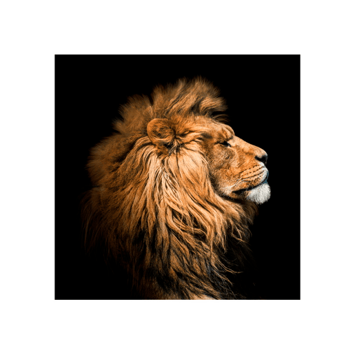 Tela LION PROFILE marca CONFORAMA Tela LION PROFILE marca CONFORAMA
