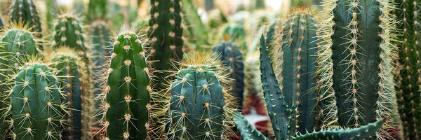 Canvas CACTUS GARDEN marca CONFORAMA
