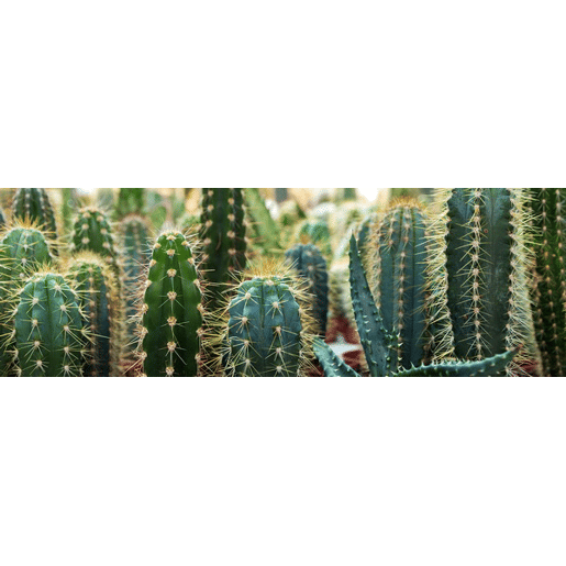 Tela CACTUS GARDEN marca CONFORAMA