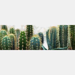 Tela CACTUS GARDEN marca CONFORAMA