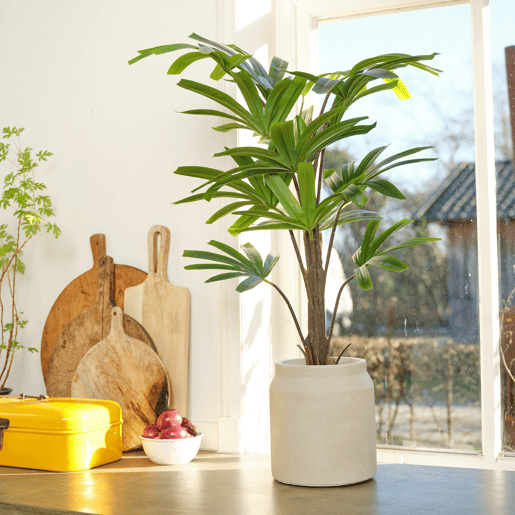 Planta artificial RHAPIS marca EVERLANDS FLOWERS AND PLANTS Planta artificial RHAPIS marca EVERLANDS FLOWERS AND PLANTS