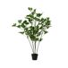 Planta artificial SCHEFFLERA marca EVERLANDS FLOWERS AND PLANTS Planta artificial SCHEFFLERA marca EVERLANDS FLOWERS AND PLANTS Verde