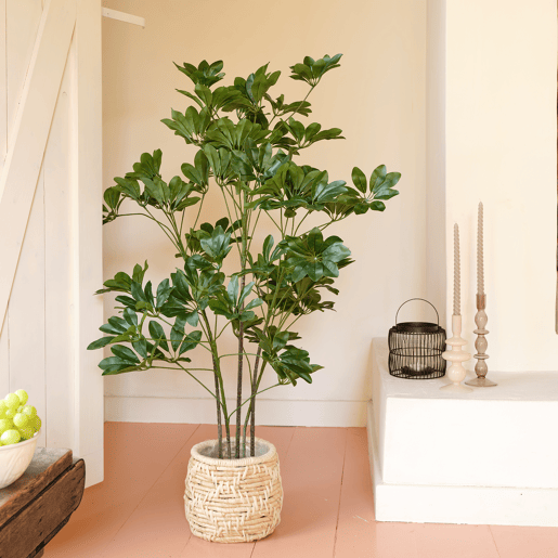 Planta artificial SCHEFFLERA marca EVERLANDS FLOWERS AND PLANTS Planta artificial SCHEFFLERA marca EVERLANDS FLOWERS AND PLANTS