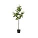 Planta articial ROSA marca EVERLANDS FLOWERS AND PLANTS Planta articial ROSA marca EVERLANDS FLOWERS AND PLANTS Verde
