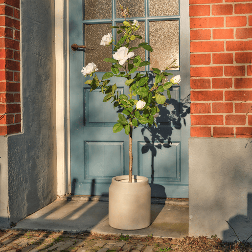 Planta articial ROSA marca EVERLANDS FLOWERS AND PLANTS
