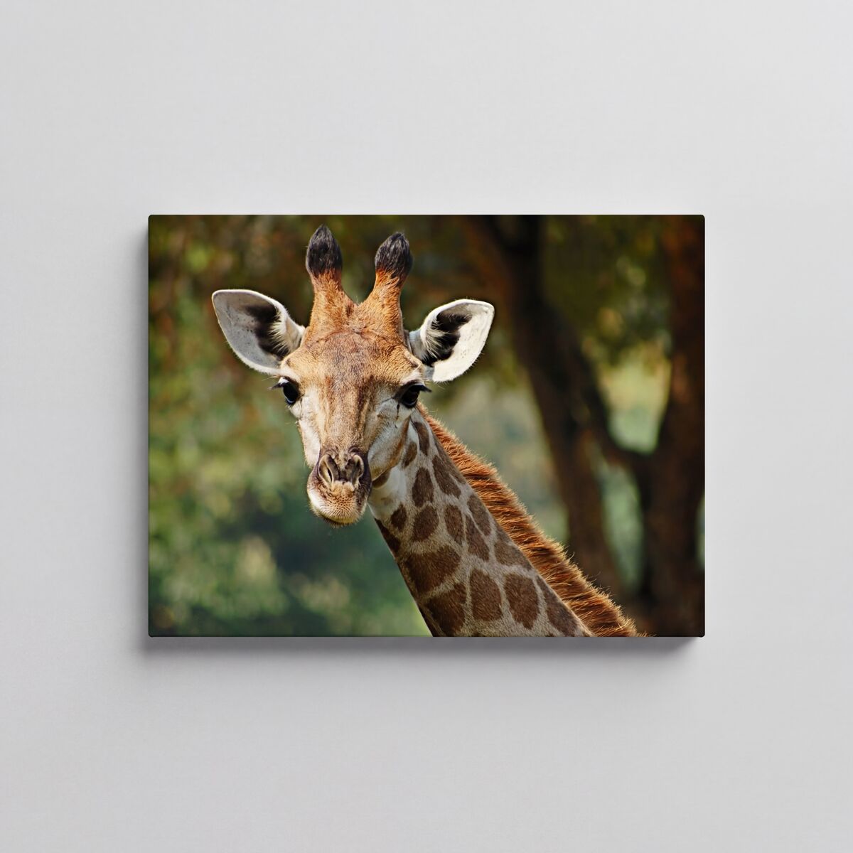 Canvas jirafa 60x80cm marca conforama - conforama