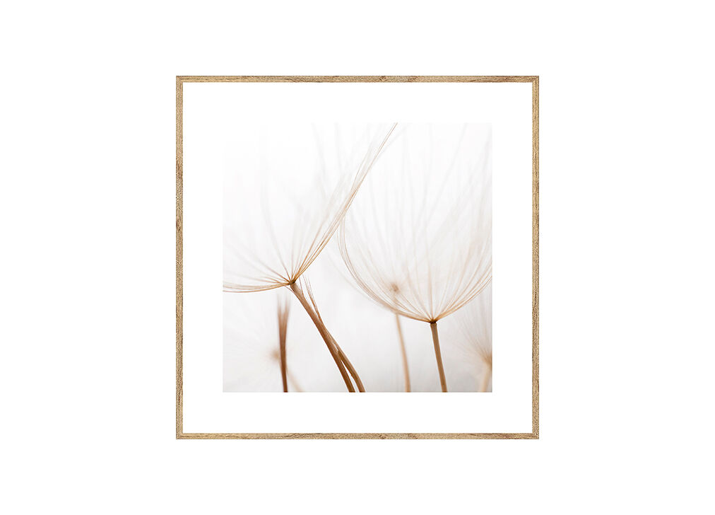 Cuadro DIENTE DE LEÓN 35x35cm marca MARCOMUEBLE 