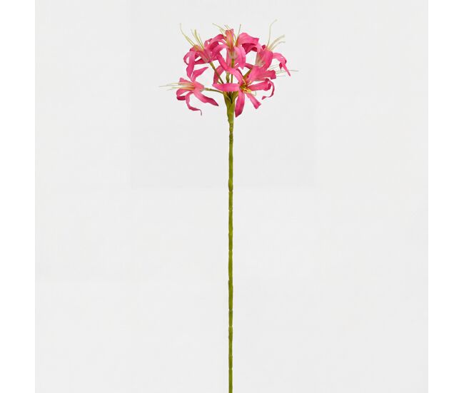 Planta floral nerine fucsia 59cm marca conforama