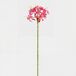Planta floral NERINE 59cm marca CONFORAMA Planta floral NERINE 59cm marca CONFORAMA Fucsia