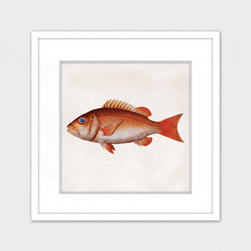 Pintura PEZ NARANJA 42x42cm marca MARCOMUEBLE