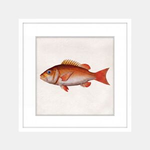 Pintura PEZ NARANJA 42x42cm marca MARCOMUEBLE