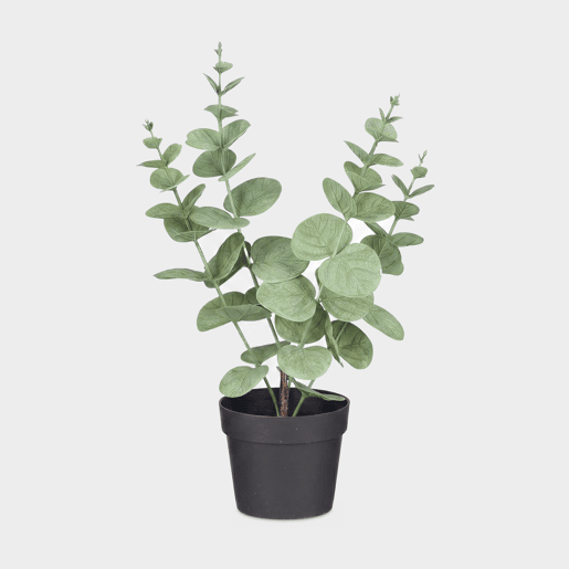 Planta floral HOJA REDONDA 35cm sortido Planta floral HOJA REDONDA 35cm sortido