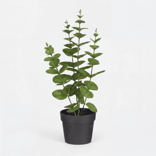 Planta floral HOJA REDONDA 35cm sortido Planta floral HOJA REDONDA 35cm sortido