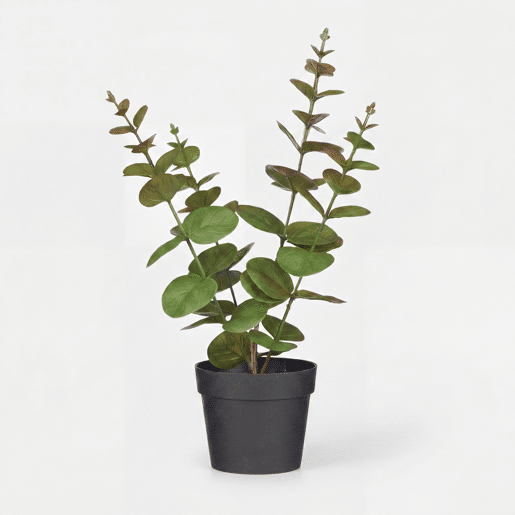 Planta floral HOJA REDONDA 35cm sortido Planta floral HOJA REDONDA 35cm sortido