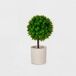 Planta floral ARBOL VERDE en maceta de cemento 24cm surtido Planta floral ARBOL VERDE en maceta de cemento 24cm surtido Verde
