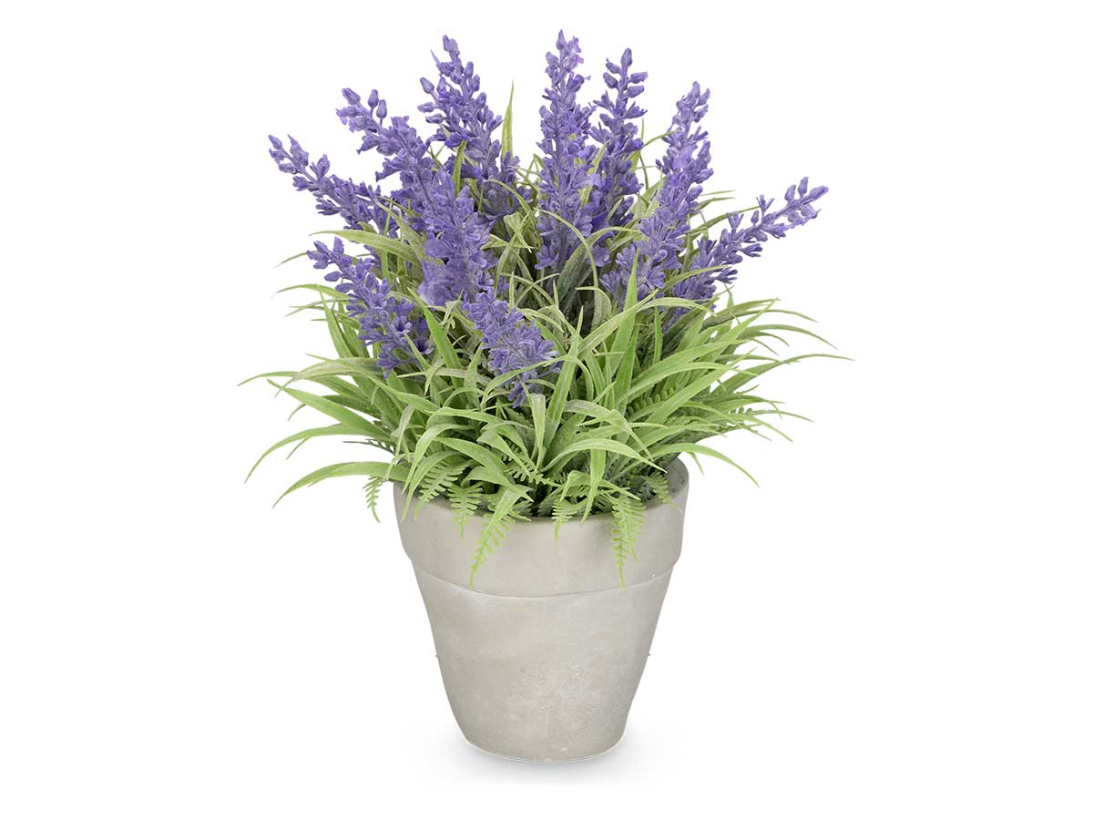 Planta floral LAVANDA en maceta de cemento 23cm surtido 