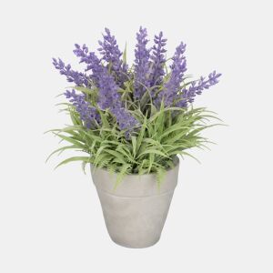 Planta floral LAVANDA em vaso de cimento 23cm sortidas