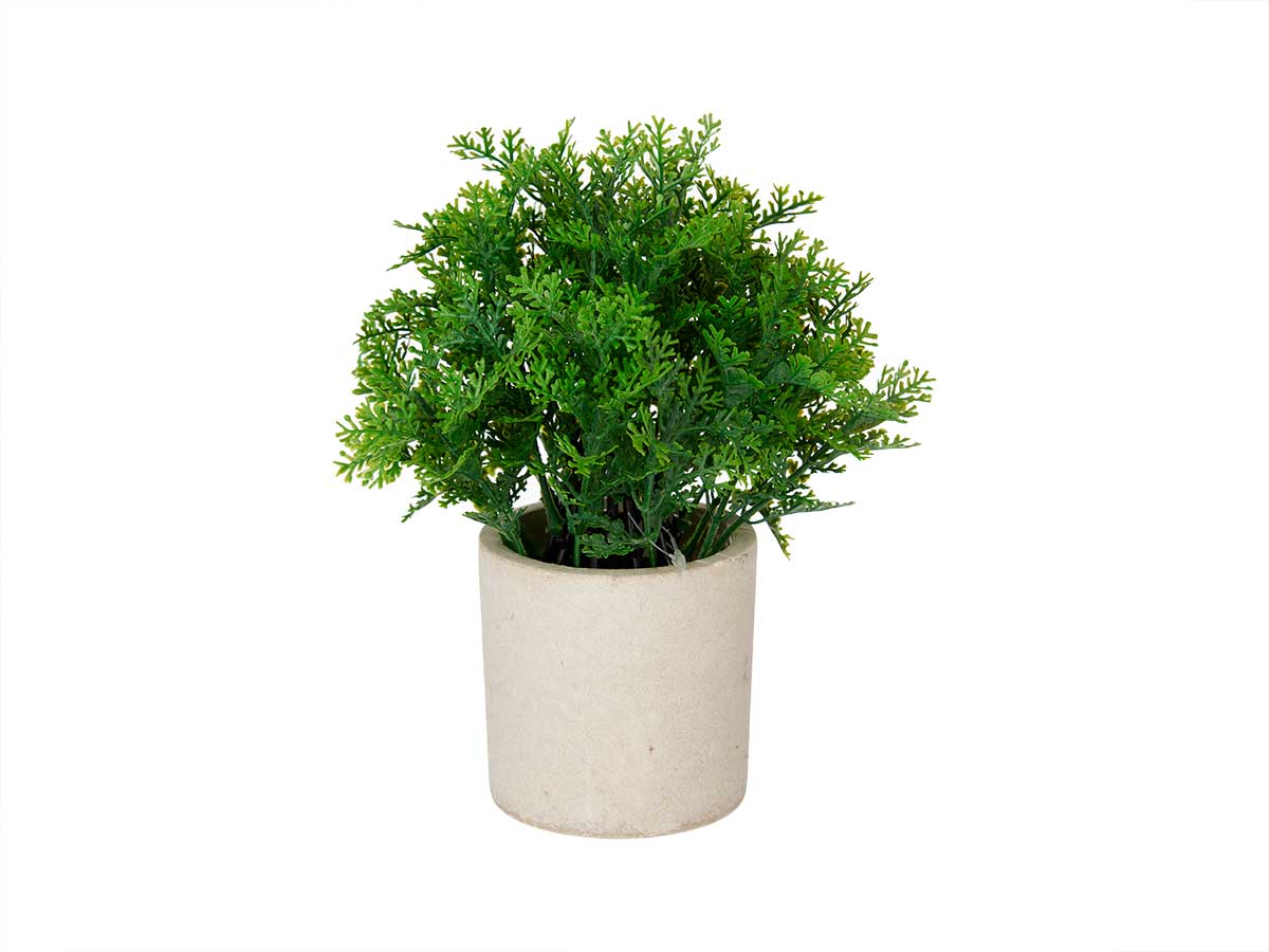 Planta floral VERDE en maceta de cemento 21cm surtido 
