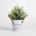 Planta floral VERDE en bote de metal 26cm surtido Planta floral VERDE en bote de metal 26cm surtido Verde