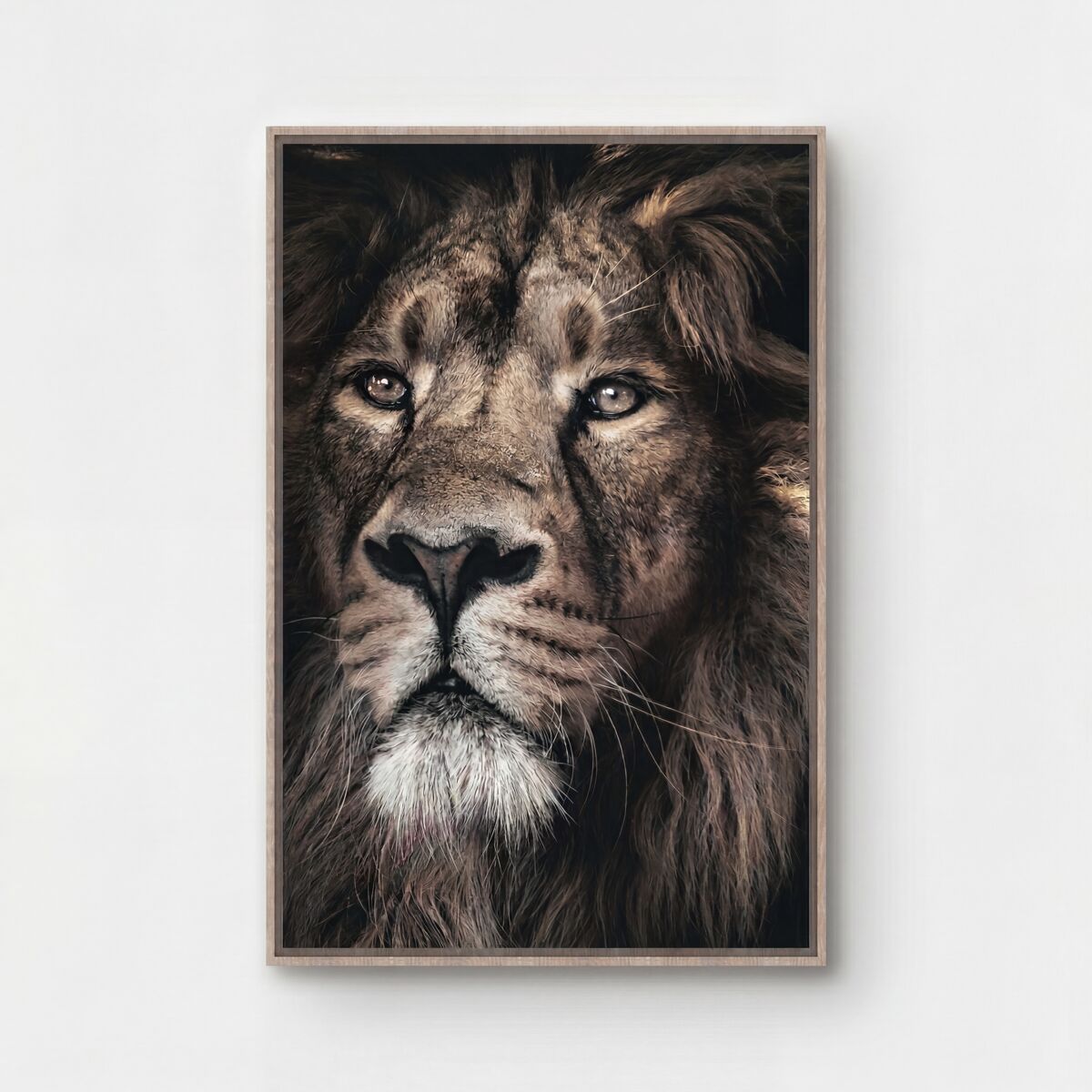 Canvas LEÓN MAJESTUOSO 60x90cm marca CONFORAMA