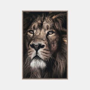Quadro LEÓN MAJESTUOSO 60x90cm marca CONFORAMA