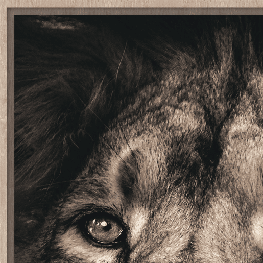 Quadro LEÓN MAJESTUOSO 60x90cm marca CONFORAMA