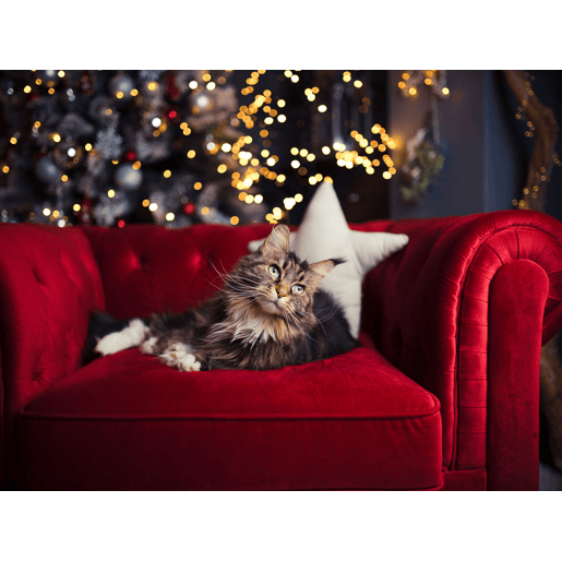Poltrona CHESTERFIELD Veludo Vermelho escuro