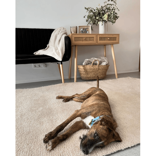 Tapete felpudo DEMRE Creme claro 160 x 230 cm