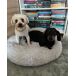 Beliani Cama para mascotas KULU Beliani Cama para mascotas KULU Gris Claro