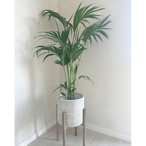 Beliani Vaso alto para plantas PINSAPO