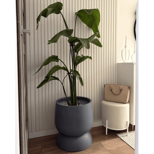 Beliani Vaso ARAUCARIA