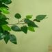 Ficus Artificiale PEVA HOMCOM, hogar - decoración Ficus Artificiale PEVA HOMCOM, hogar - decoración Verde