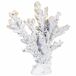 Figura de decoración coral Figura de decoración coral Blanco