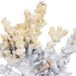 Figura de decoración coral Figura de decoración coral Blanco