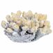 Figura de decoración coral Figura de decoración coral Blanco