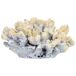 Figura de decoración coral Figura de decoración coral Blanco