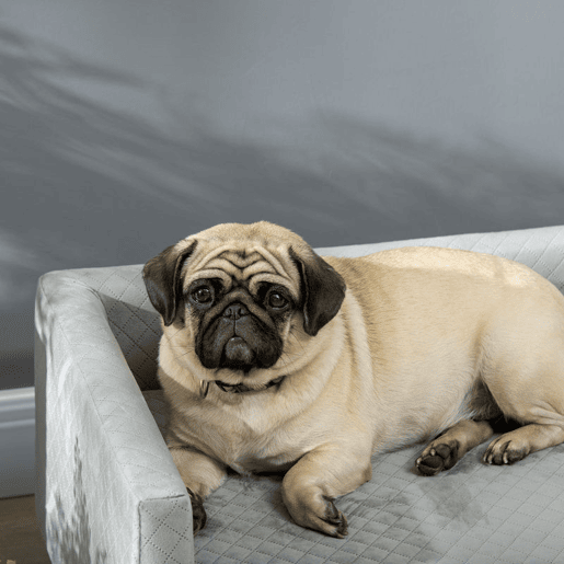 PawHut Sofá para Cães Pequenos 64x45x36 cm, Cama Elevada em Veludo com Almofada Lavável e Pés em Madeira de Bétula, até 8 kg, Cinzento Escuro PawHut Sofá para Cães Pequenos 64x45x36 cm, Cama Elevada em Veludo com Almofada Lavável e Pés em Madeira de Bétula, até 8 kg, Cinzento Escuro