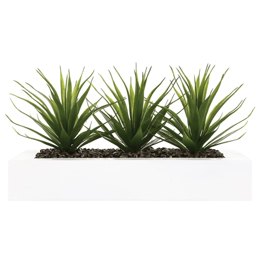 Centro de Mesa - 3 Aloe Vera - Altura 17 cm Centro de Mesa - 3 Aloe Vera - Altura 17 cm