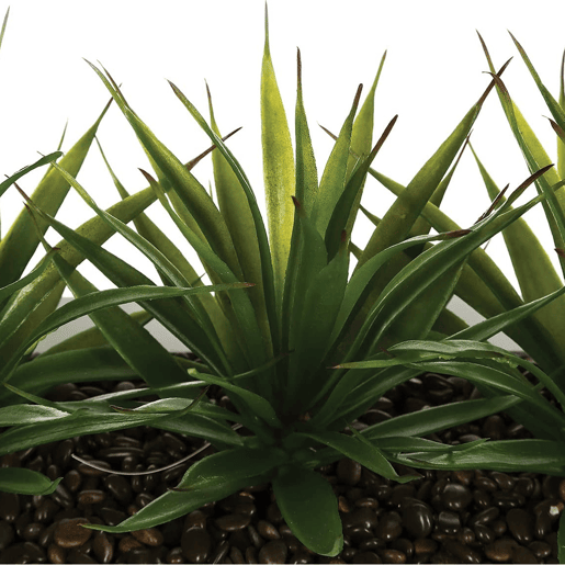 Centro de Mesa - 3 Aloe Vera - Altura 17 cm Centro de Mesa - 3 Aloe Vera - Altura 17 cm