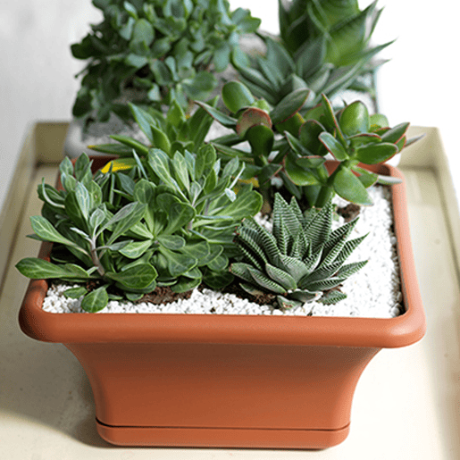 Pote quadrado 24 Cm com pires Pote quadrado 24 Cm com pires
