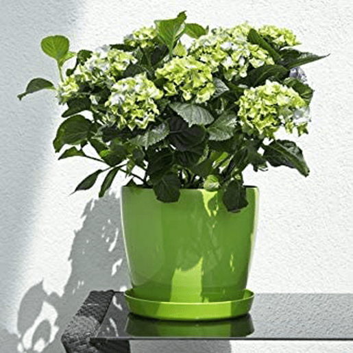 360 mm Magnolia Maceter - Verde claro 360 mm Magnolia Maceter - Verde claro