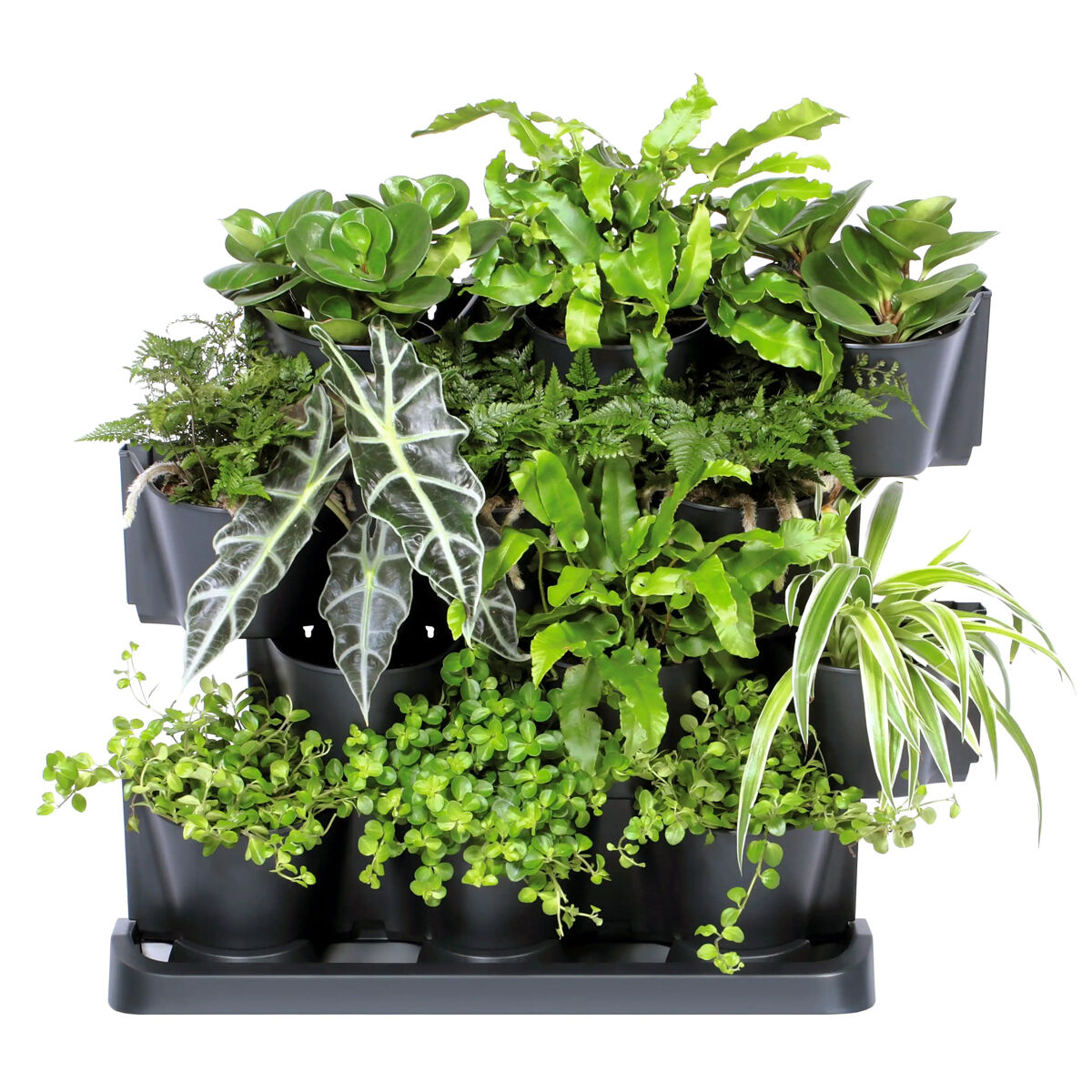 Jardinière Verticale Prosperplast Mini Cascade Anthracite - Élégante Et Pratique 19,5 (L) X 11,4 (l) X 47,5 (H) Cm Avec Ciseaux De Jardinage Offerts