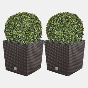 Conjunto De Moto Duplo 32 Litros Com Cubilete Para Plantar Em Cores De Chocolate 33 X 33 X 33 Cm + Boj Bola Diâmetro 36 Cm