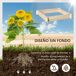 Arriate de Madera Madera de Abeto Outsunny Arriate de Madera Madera de Abeto Outsunny Marrón