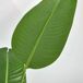 Árbol de Plátano Artificial PE, Tela HOMCOM Árbol de Plátano Artificial PE, Tela HOMCOM Verde